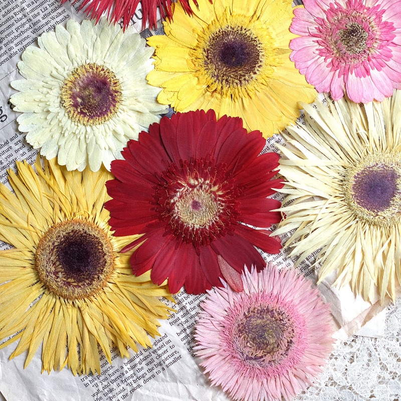 1pcs/7-9cm,Pressed Gerbera Dri - đánh giá và giá Resin Art Phone Case