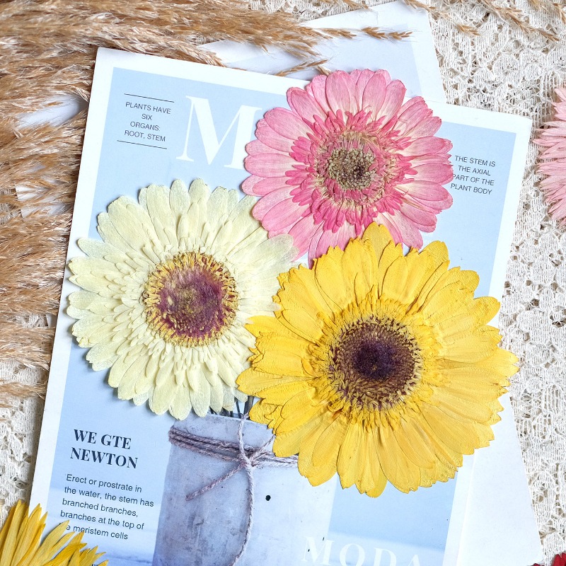 1pcs/7-9cm,Pressed Gerbera Dri - đánh giá và giá Resin Art Phone Case