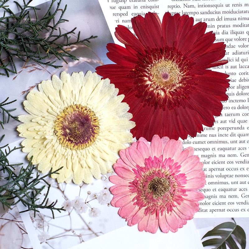 1pcs/7-9cm,Pressed Gerbera Dri - đánh giá và giá Resin Art Phone Case