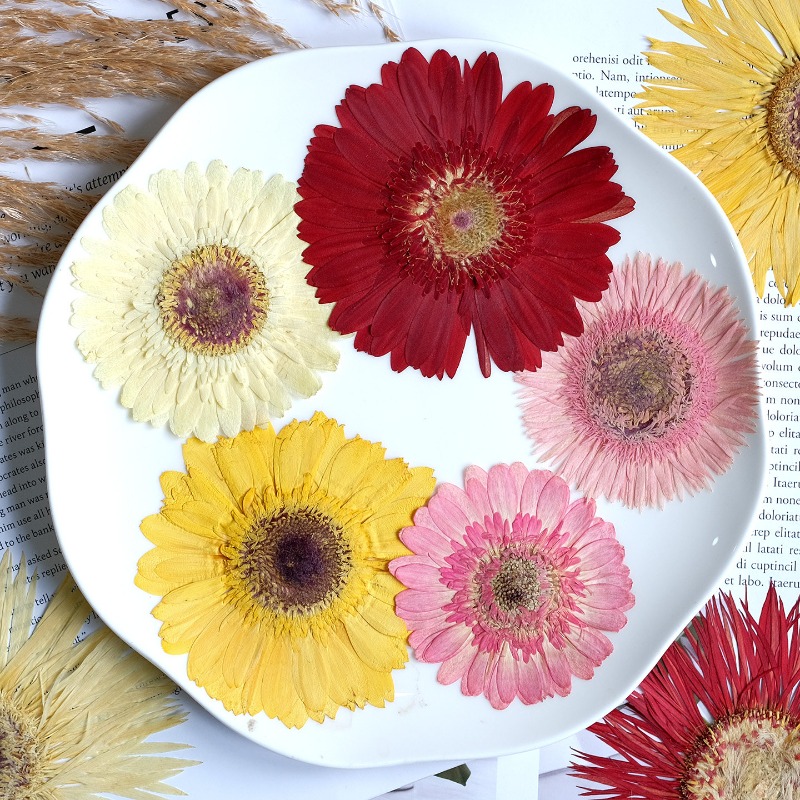 1pcs/7-9cm,Pressed Gerbera Dri - đánh giá và giá Resin Art Phone Case