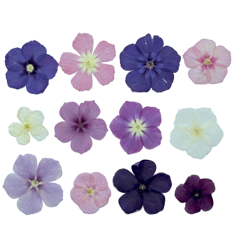 12pcs,Semi-Transparent Niche P - đánh giá và giá Resin Art Phone Case